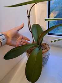 Орхидеи нецветущие лотом