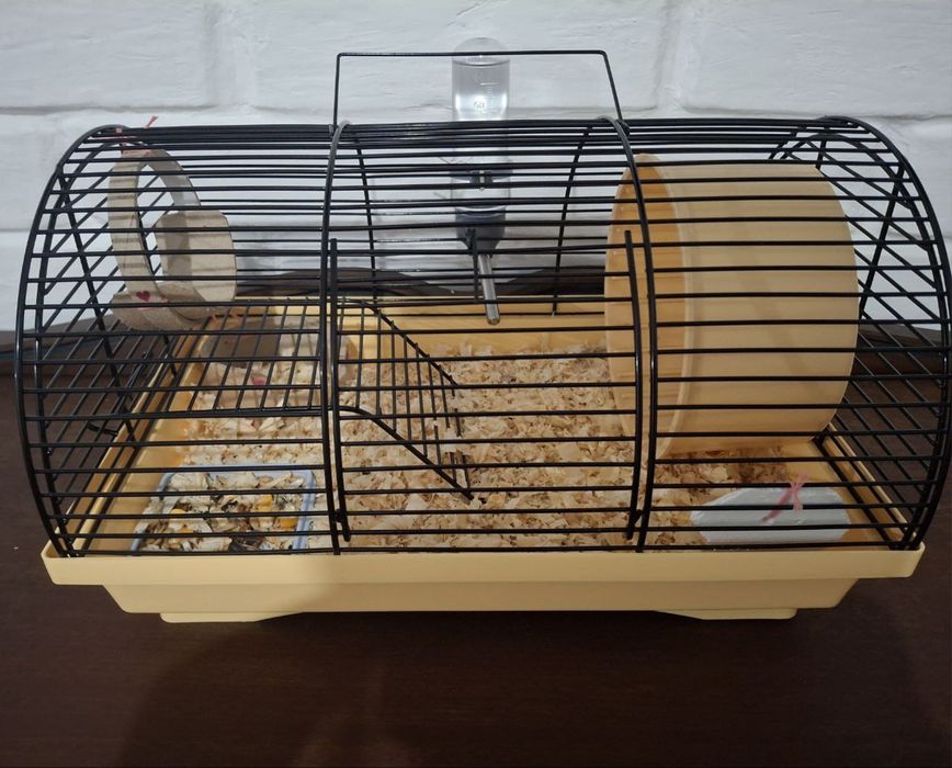 Хомʼяк джунгарик