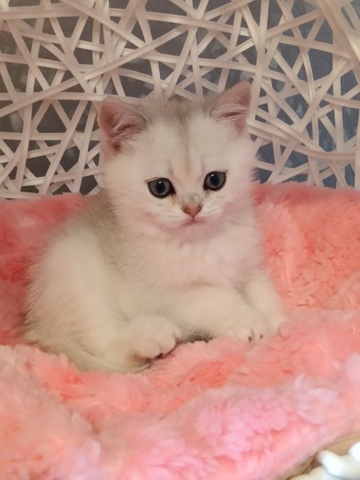 Пухнастики чекають на вас