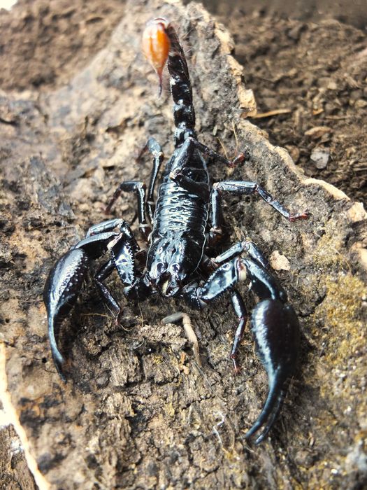skorpion dla początkujących dorosły! H.spinifer