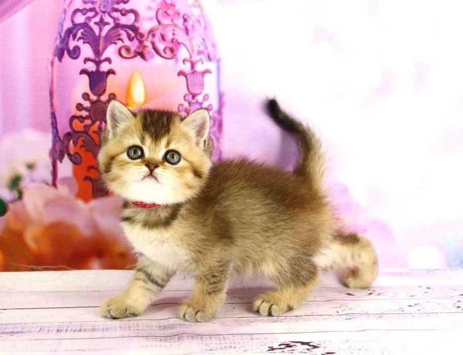 Очень красивый шотландский прямоухий котик