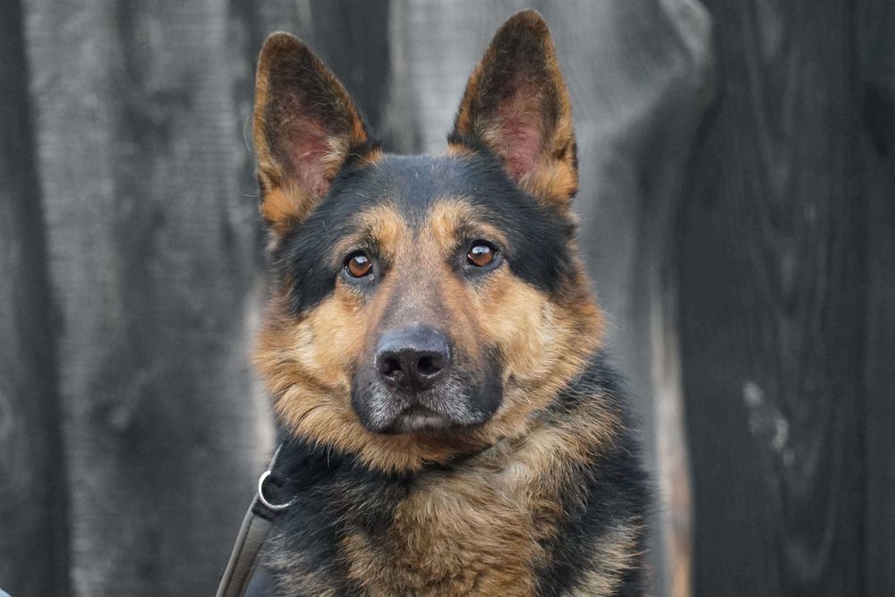 SATOSZ - piękny pies w typie owczarek niemiecki