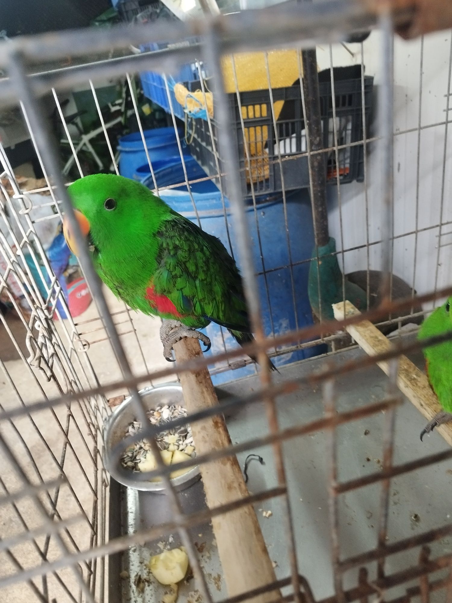 Disponível 2 machos ecletus