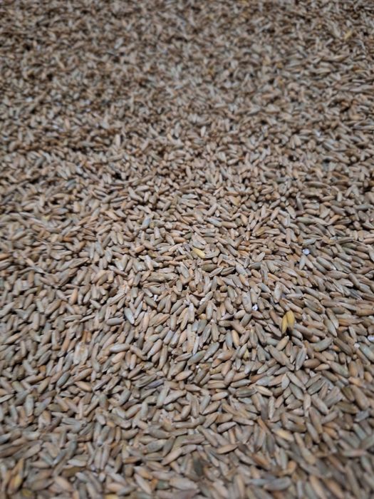 Żyto Owies tego roczne