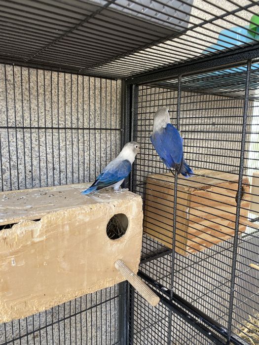 Agapornis Fischer
