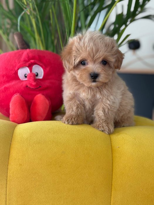 Maltipoo Niewielka Suczka Art Puppies Kawowa