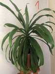 Dracena wonna sprzedam