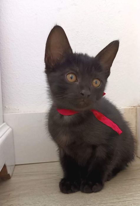 Gatinha bebe preto para adoção responsável