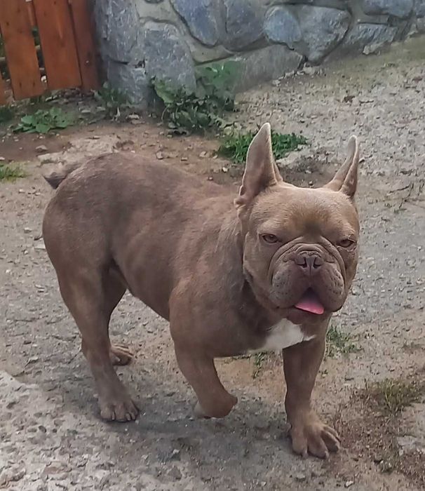 вязка французкий бульдог