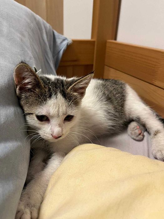 Mała koteczka + mała koteczka na Bemowie bez umów itp.