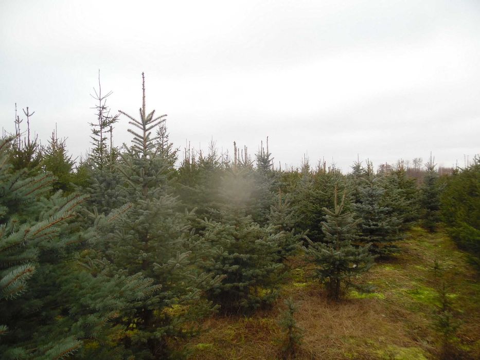 Choinki świąteczne z plantacji  ciętekopane