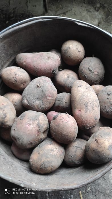 Продам домашню картоплю