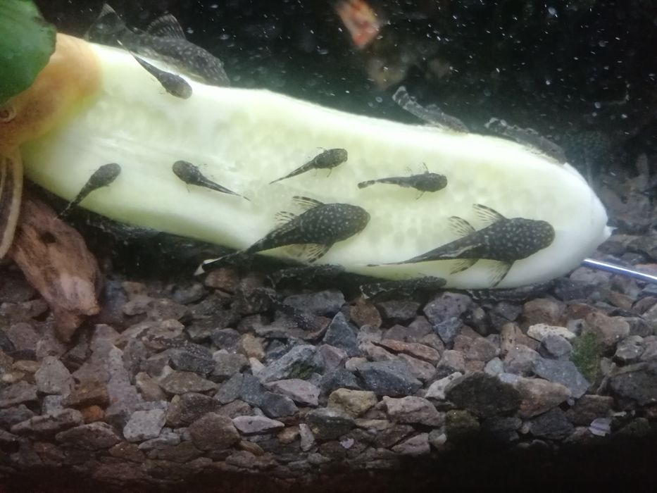 Młode zbrojniki niebieskie glonojady