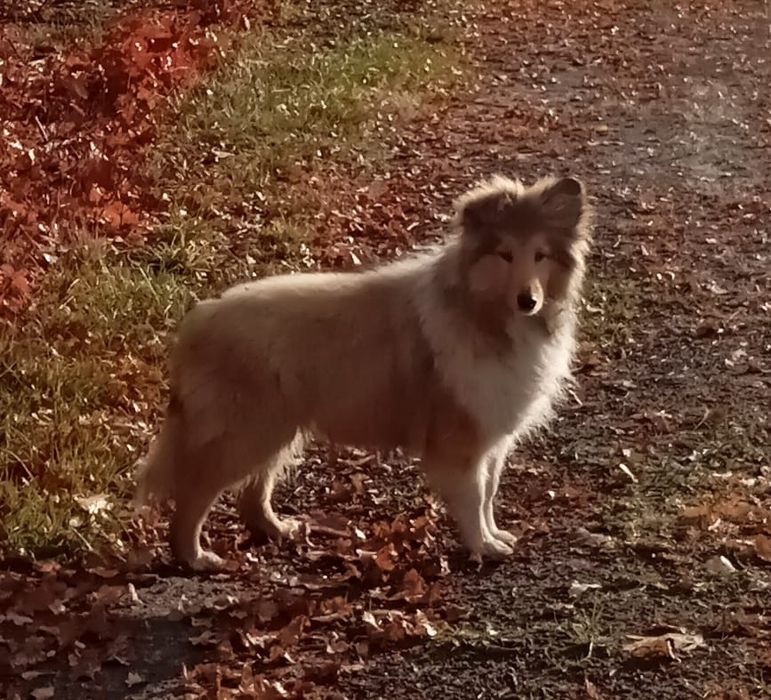 Owczarek szkocki collie