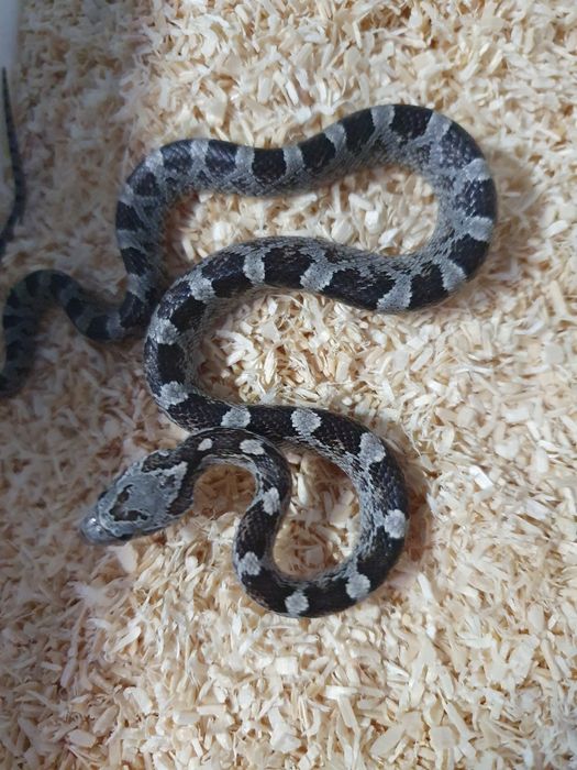 Młode węże zbożowe ładnie wybarwine anerystic wąż do terrarium snake