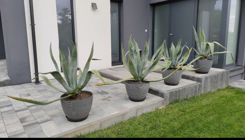 Agawa amerykańska 4szt. (115-125cm) Transport gratis*