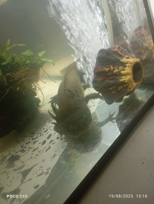 Axolote mais aquário completo