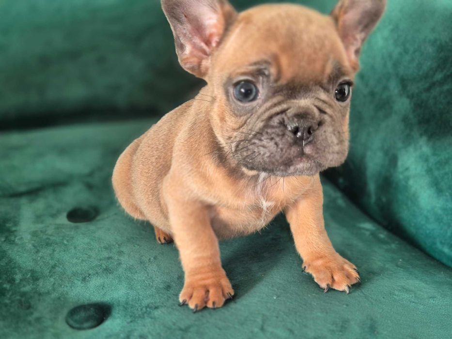 Buldog francuski sable piesek