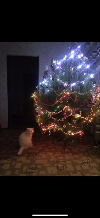 Продам доріжку 2:3,безворсова потрібно освіжити так як лежить в гаражі