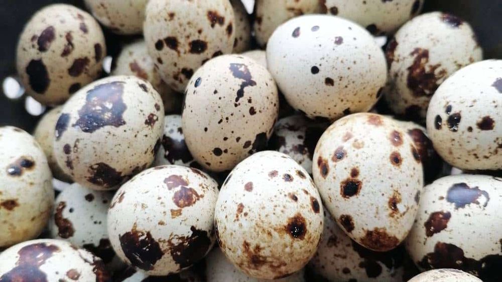 Jajka przepiórcze 20 szt