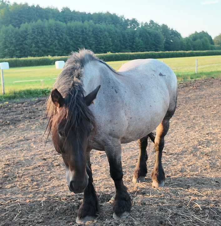 Klacz Zimnokrwista / FERA / wpis od księgi Nr.2210 W Wr.