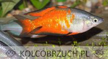 Tęczanka Parkinsona - Melanotaenia parkinsoni - dowóz, wysyłka