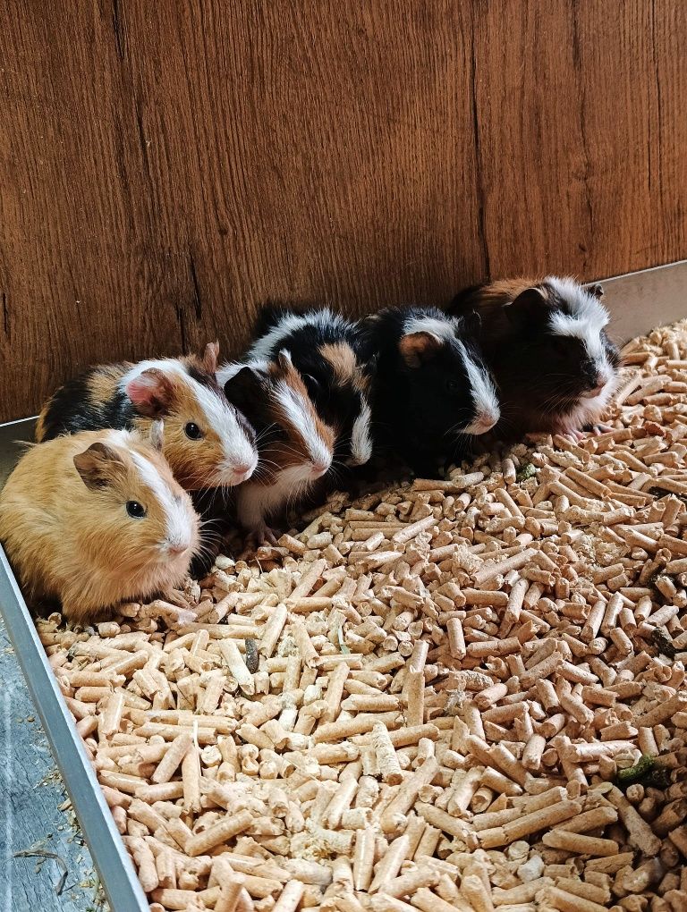 Cavia świnki morskie 1 miesięczne