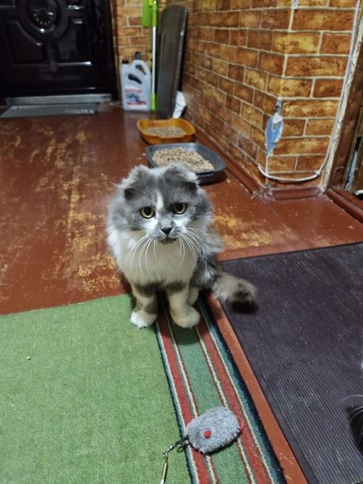 Котенок и мама кошка стерилизованная