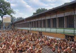 Kury nioski młode z wolnego-wybiegu z jajkiem. ROSA LEGHORN MESSA.