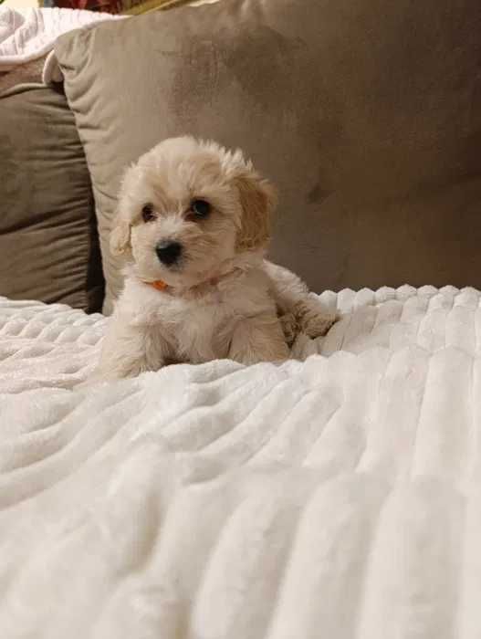 Poodle branco disponível