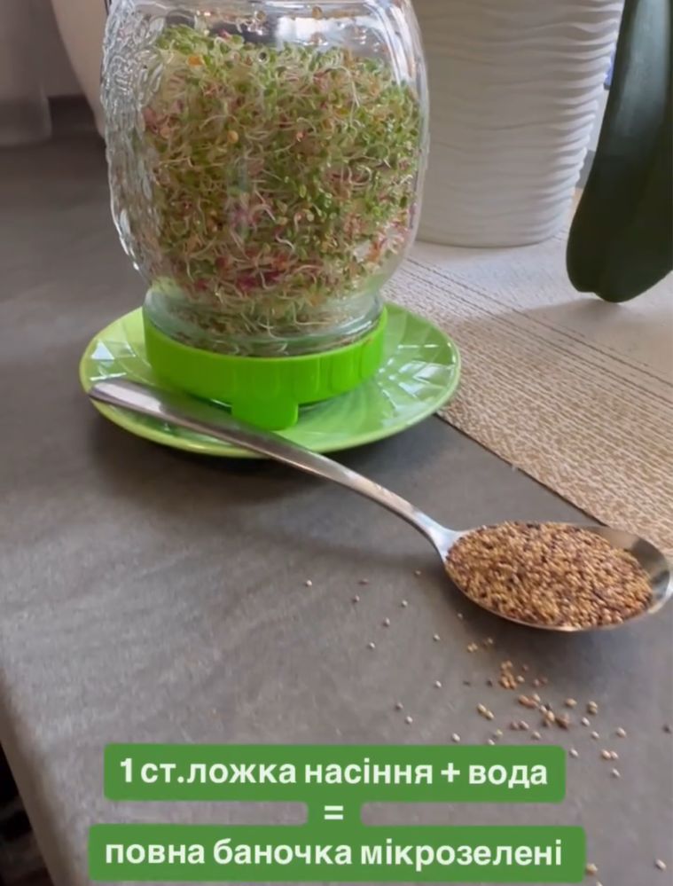 Акція! Мікрозелень , Баночка-пророщувач + Насіння в Подарунок!