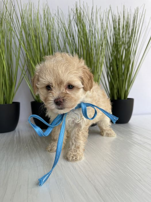 VIP Мальтипу F1 — Кожен з них  маленький шедевр