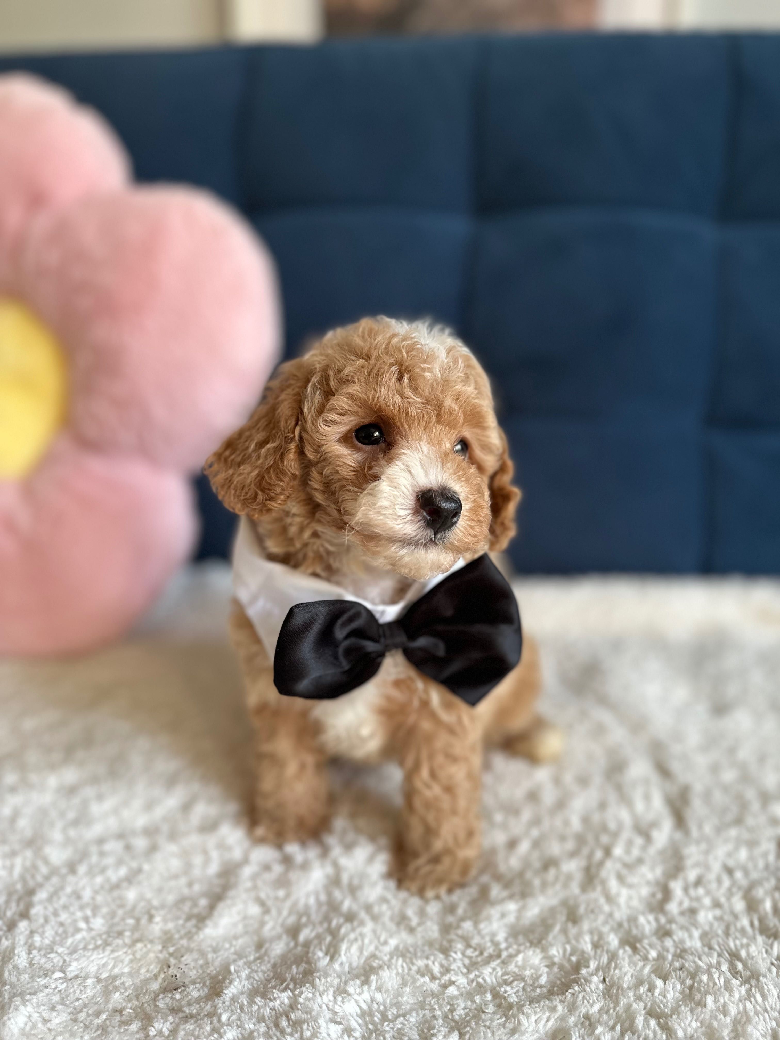 Śliczny Piesek Maltipoo F1b!