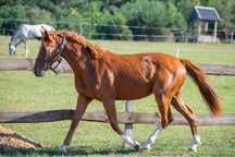 Klacz po Calico(Cassini I x Caprice III)