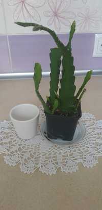 Kaktus Epifilium  i osłonka. Gdy  kwitnie kwiaty ma czerwone Rezerwacj