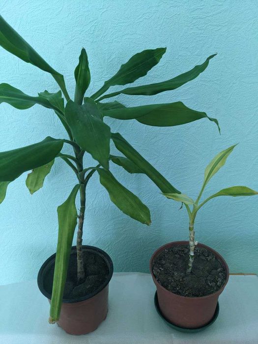 Драцена кімнатна