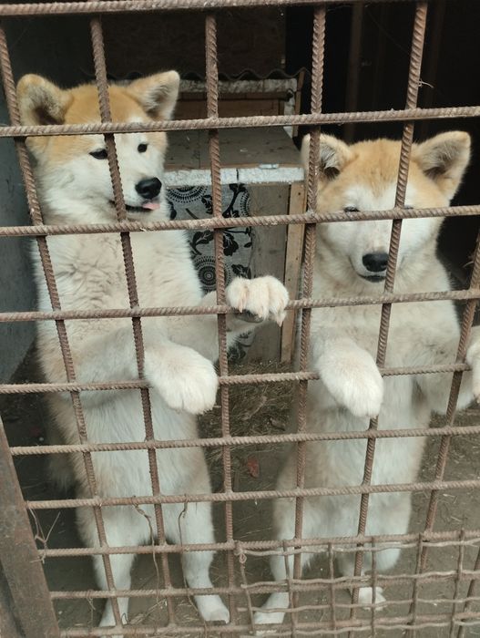 Продам щенків акіта,8 місяців