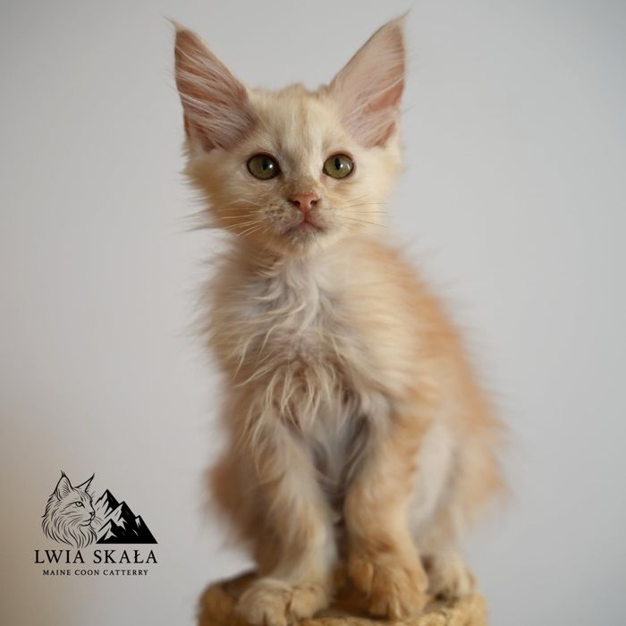 Maine Coon kotka ruda dymna FPL