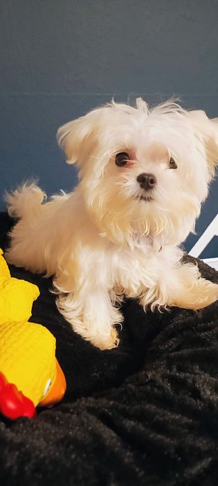 Mini sunia maltanczyk