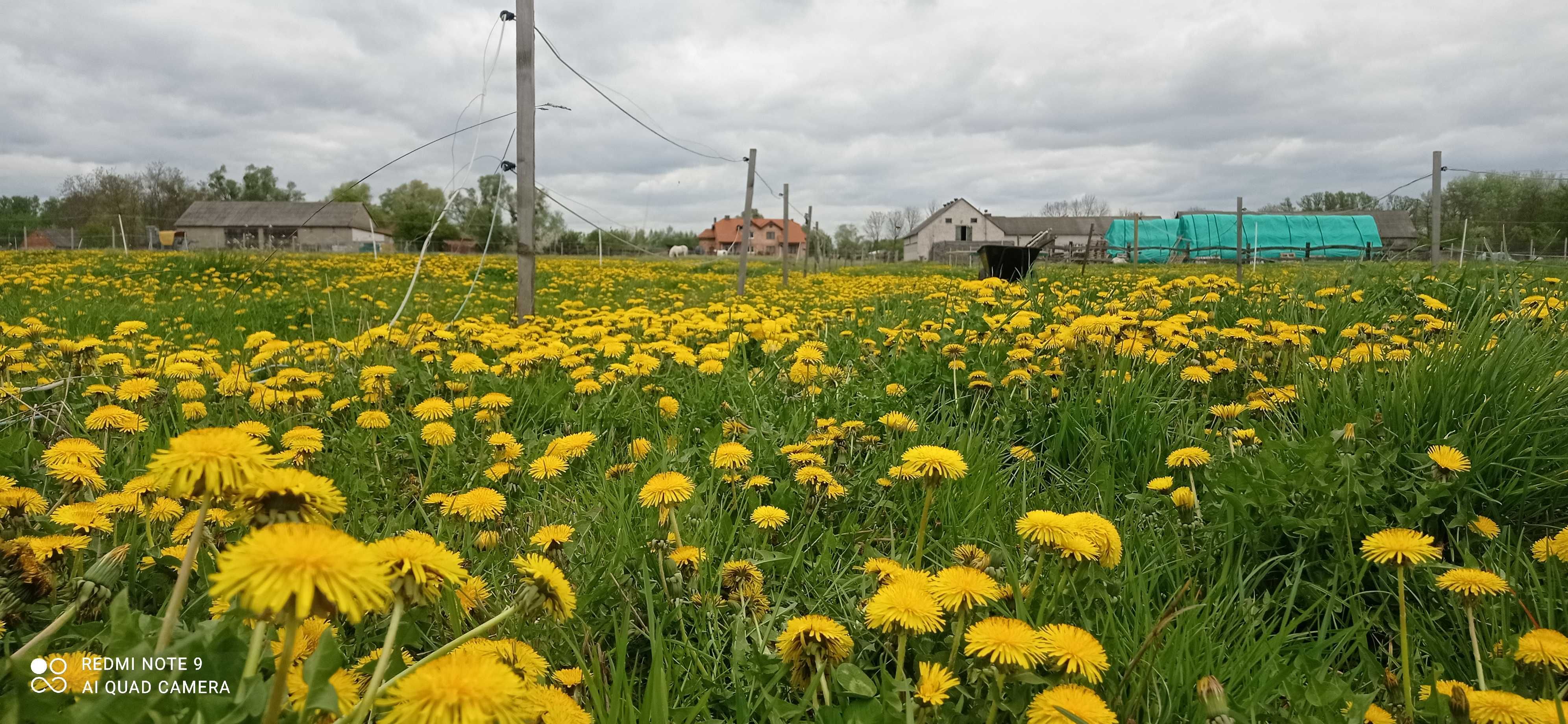 Pensjonat dla koni mazowieckie