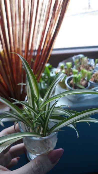 Zamienię kwiatki domowe