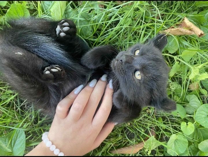 Котики в добрі руки