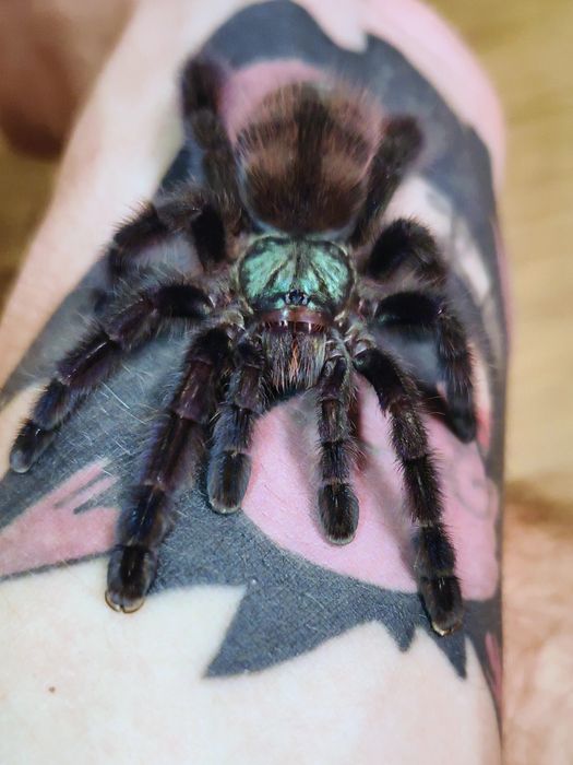 Samica Caribena versicolor