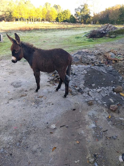 Burro com 6 meses