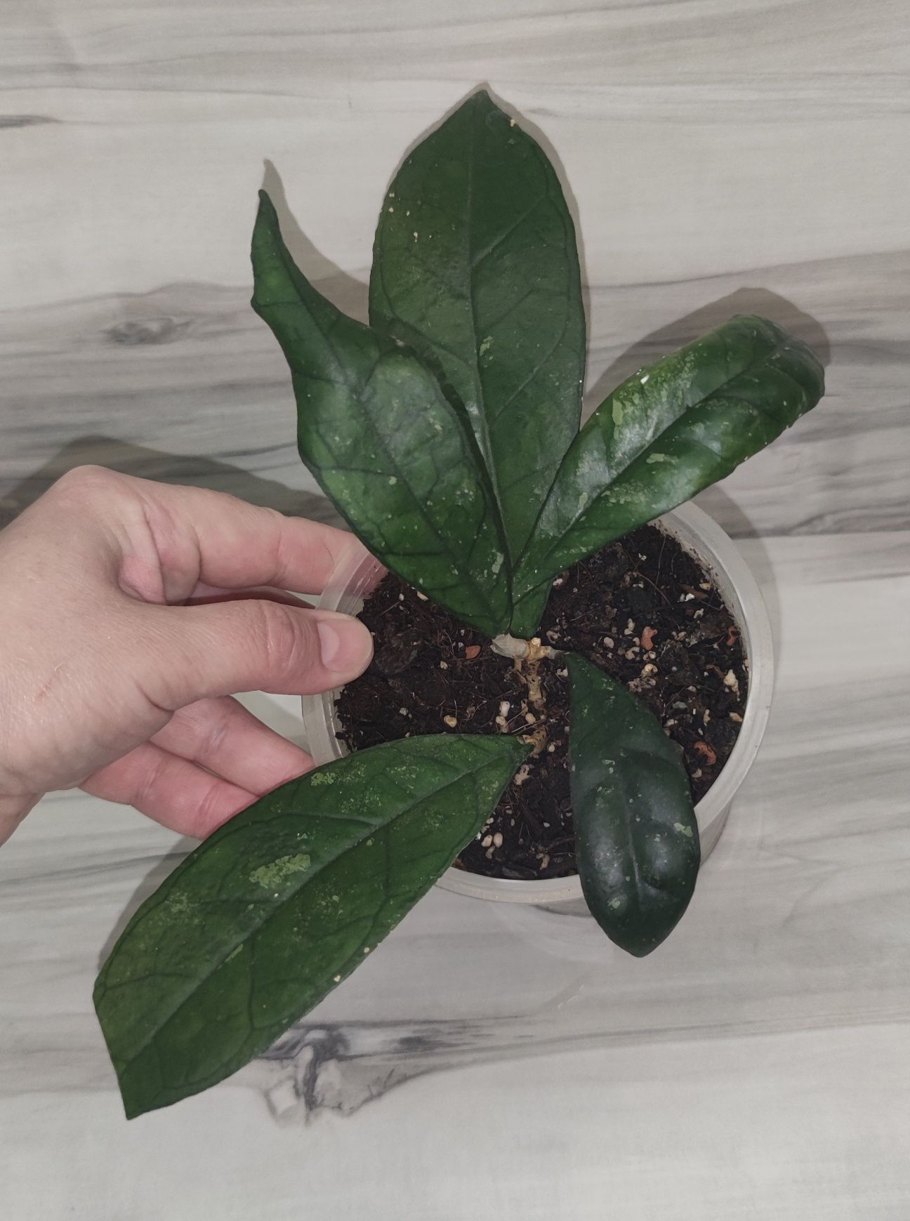 Хойя Hoya, Dischidia, Walliniana var. та ін.