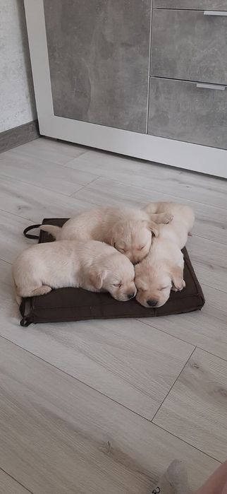 Цуценята Лабрадор ретрівер