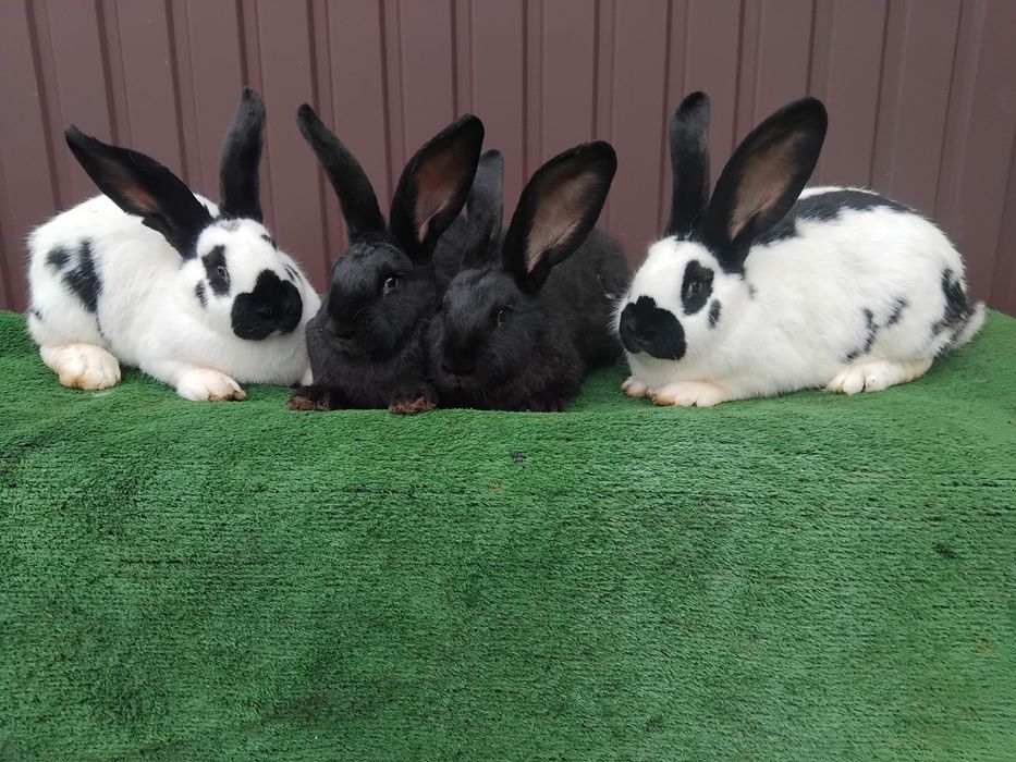 Продам кроликів породы строкач
