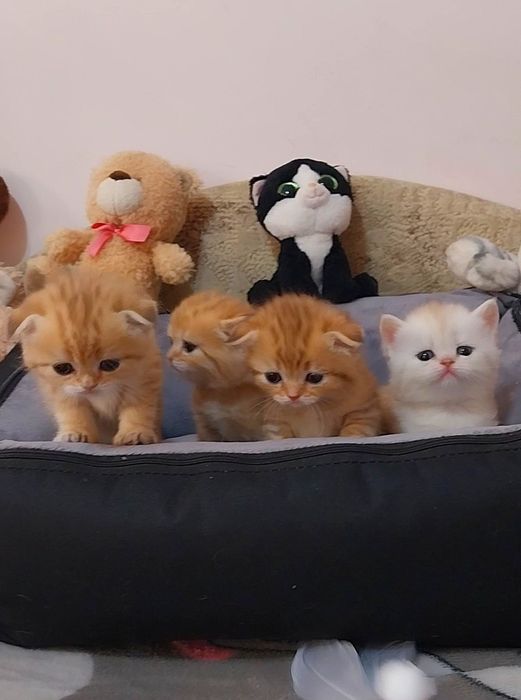 Шикарные шотландские малыши