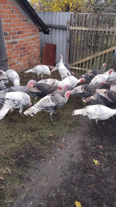 Продам індюків домашніх