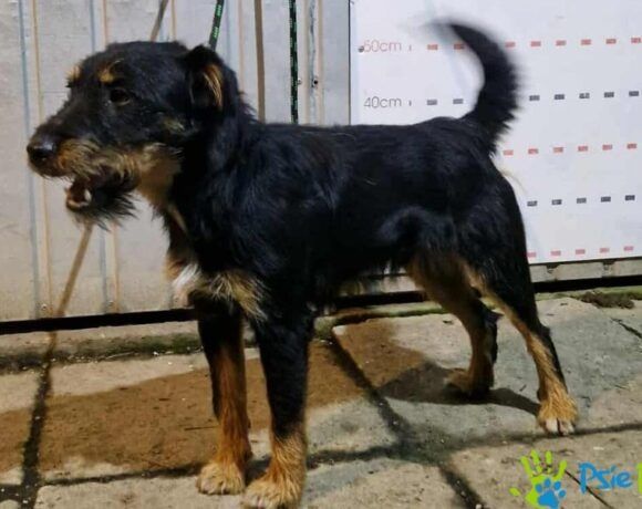 Bardzo miły, kontaktowy piesek BALET szuka domku!